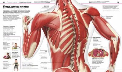 Анатомия Мужчины И Женщины — стоковая векторная графика и другие  изображения на тему Человеческое тело - Человеческое тело, Силуэт, Женский  пол - iStock