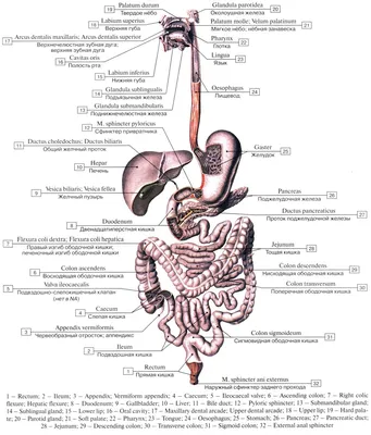 Анатомия : Строение желудка. Стенки желудка. Мышцы желудка. Слизистая  желудка.