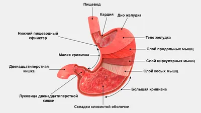 Анатомия : Пищеварительная система (SYSTEMA DIGESTORIUM).
