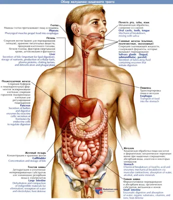 Медицинский плакат \"Желудочно-кишечный тракт\" - 1002284 - VR6422L -  ZVR6422L - El sistema digestivo - 3B Scientific