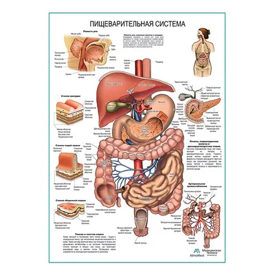 Обзор желудочно-кишечного тракта человека - по атласу анатомии