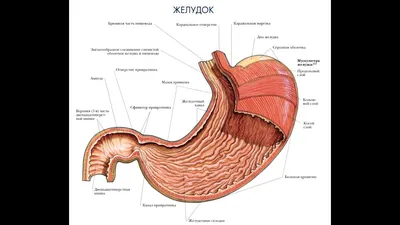 Анатомия и физиология желудка | Анабио | Дзен