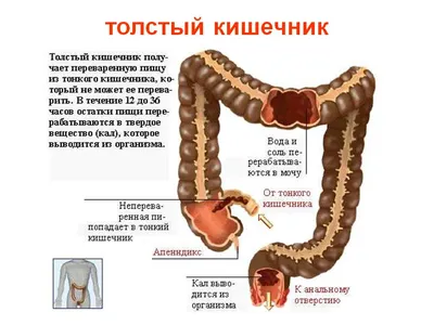 Анатомия и функция кишечника - YouTube