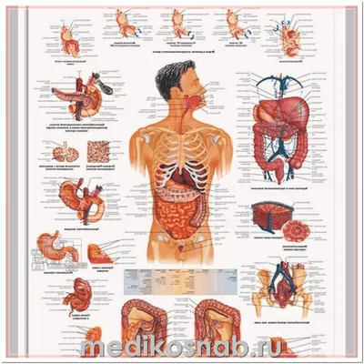Анатомия желудочно-кишечного тракта человека 3D Модель $19 - .unknown .obj  .fbx .blend - Free3D