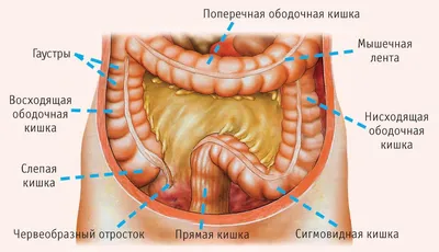 КТ кишечника: показания и подготовка - Медицинская клиника «ДонМед» в  Ростове-на-Дону