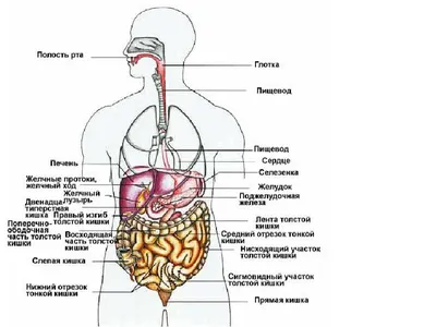 Как Расположены Внутренние Органы? Анатомия Человека + Картинки | Человек, Анатомия  человека, Здоровье