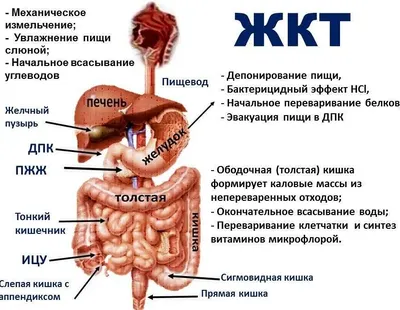 DoktorLerner.ru Органы ЖКТ - анатомия и физиология