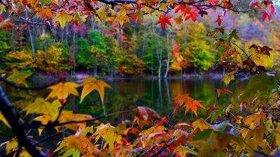 Обои осень, растение, природный ландшафт, древесина, ветвь на телефон  Android, 1080x1920 картинки и фото бесплатно