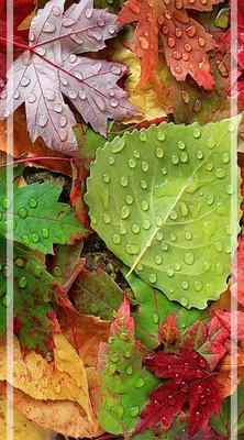 Обои осень, дорога, растение, лист, дорожное покрытие на телефон Android,  1080x1920 картинки и фото бесплатно