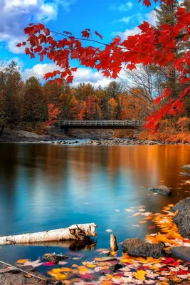 Обои осень, отражение, природа, дерево, гора на телефон Android, 1080x1920  картинки и фото бесплатно