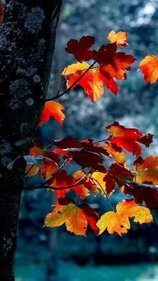 Любовь, Лето, Осень, Зима! Дружелюбные и обаятельные обои на тему осень ( обои для android)!