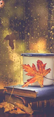 Осень Лисенок живые обои... - My Android Guide | Facebook