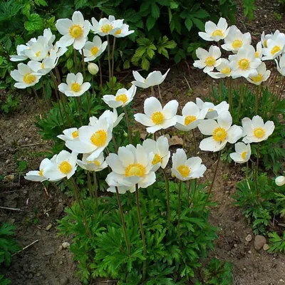 Анемона лесная (Anemone sylvestris)