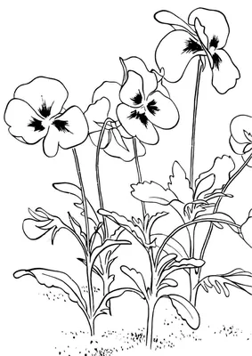 анютины глазки | Floral painting, Easy flower drawings, Folk art flowers
