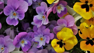 Цветы анютины глазки: фото, описание, правила выращивания