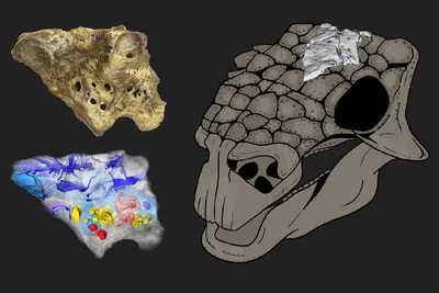 С анимацией Анкилозавр 3D модель - Скачать Животные на 3DModels.org