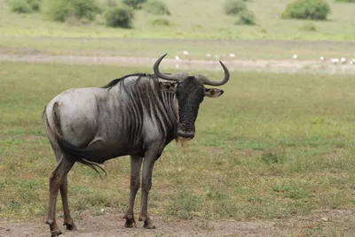 Трупы антилоп являются основой экосистемы Серенгети - Индикатор