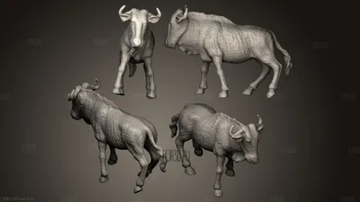 Эпичная битва антилопы гну со львицами - видео