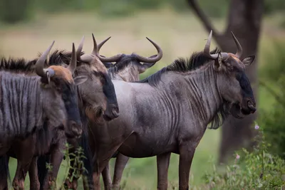 Африканское антилопа гну PNG , Африканская антилопа гну, животное, Берегите  животных PNG рисунок для бесплатной загрузки