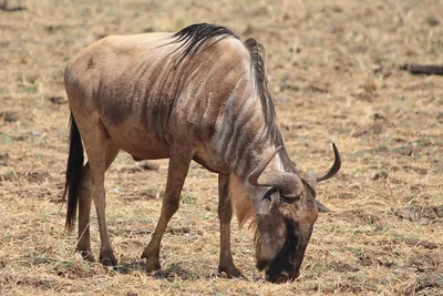 SafariDream - Антилопа гну - достаточно забавное по внешнему виду животное.  Она будто собрана из частей разных животных: У нее есть черты лошади 🐎 -  грива, узкая морда и длинный хвост. Само