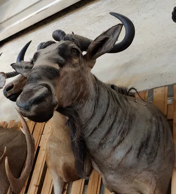Зебры, антилопы Гну и Антилопы-импала (Антилопа импала) или чернопятая  антилопа Stock Photo | Adobe Stock