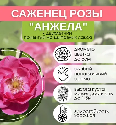 Кошечка Анжела – купить в интернет-магазине HobbyPortal.ru с доставкой