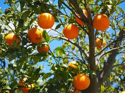 Апельсин, фрукт, оранжевые обои Обои 750x1334 iPhone 6, 6s, 7, 8, SE (2020)