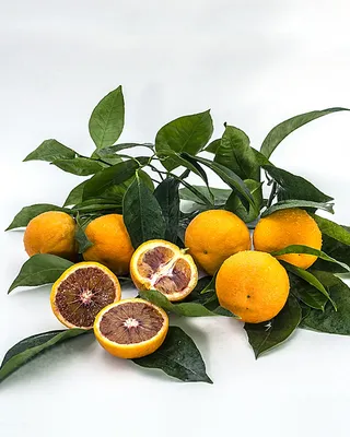 Апельсины купить с доставкой на дом по цене 235 рублей в интернет-магазине