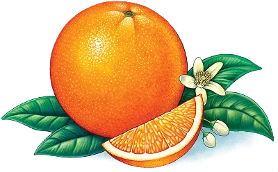 Приносить обои с зернами венисы Красные грейпфруты и апельсины на черной  предпосылке Стоковое Фото - изображение насчитывающей померанцово,  здоровье: 110125134