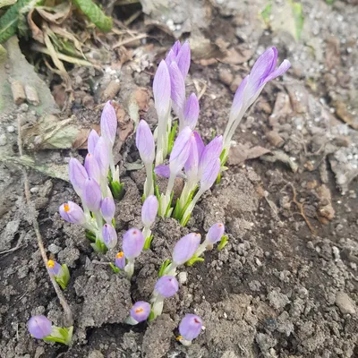 Нежный апрель | Природа, Цветение, Весна