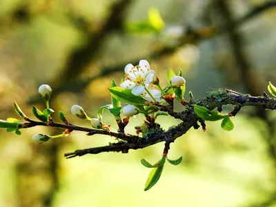 Апрель. Природа просыпается, фото мини зелени и первых цветов. | Зеленая  жизнь вокруг нас | Дзен