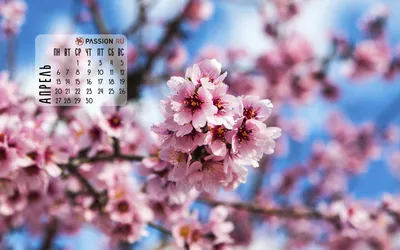 Календарь апрель 2023, планер, ежедневник, обои на телефон, оформление  сториз, весна, плашка | Календарь, Обои, Праздничные открытки