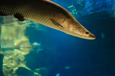Арапайма: гигантская хищная рыба, которой не страшны амазонские пираньи |  Заметки о животных | Дзен