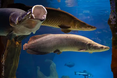 арапайма рыба животные охотничий аквариум Фото Фон И картинка для  бесплатной загрузки - Pngtree