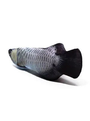 рыба под водой. арапаима рыба пираруку арапайма гигас одна из крупнейших  пресноводных рыб. рыба в аквариуме за стеклом. Стоковое Изображение -  изображение насчитывающей глубоко, океан: 270873383