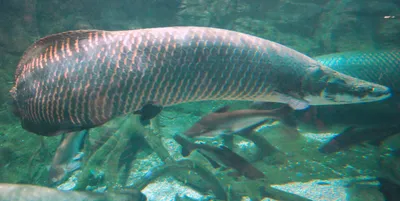 рыба под водой. арапаима рыба пираруку арапайма гигас одна из крупнейших  пресноводных рыб. Стоковое Фото - изображение насчитывающей экзотическо,  свеже: 235423826