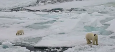 Эксперты Пермского Политеха рассказали об опасности таяния льдов Арктики |  Новости науки