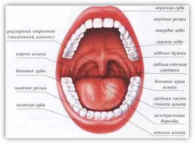 Артикуляционный аппарат: строение, функции и дефекты. Блог Лого-Эксперт