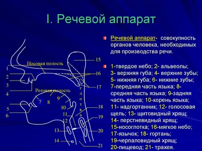 Дикция и аритикуляция - online presentation