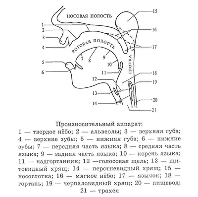 Логопеды онлайн для детей от 4х лет on Instagram: \"Результаты нашего  ученика Марка 👇 Мы часто говорим вам, что развитие артикуляционного  аппарата – это основа для постановки звуков. И вот, мы можем