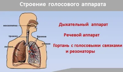 Сшивающе-режущий аппарат Эшелон и артикуляционный аппарат Эшелон Флекс от  производителя Ethicon Endo – Surgery, цена на сшивающе-режущий аппарат  эшелон и артикуляционный аппарат эшелон флекс | М.П.А. медицинские партнеры