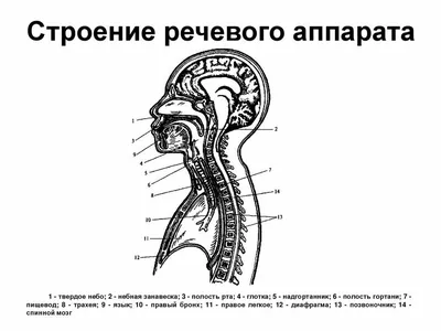 ETS FLEX (эндоскопический артикуляционный сшивающе-режущий аппарат) цена,  купить - Медикал Бизнес Комьюнити