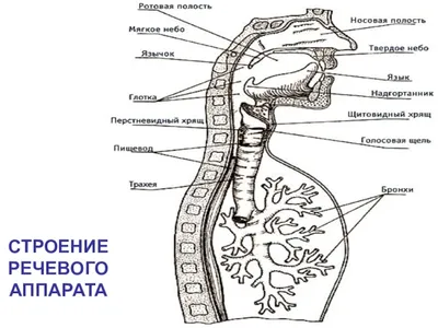 Речевой аппарат рисунок - 68 фото