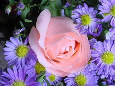 Обои для рабочего стола букет Астры Цветы гвоздика Хризантемы