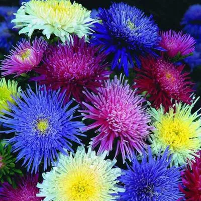 Астры – нежные осенние цветы - статьи интернет-магазина «Доставка цветов».