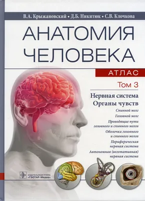 Картинки внутренних органов (49 фото) » Юмор, позитив и много смешных  картинок