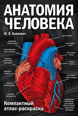 Атлас анатомии человека с дополненной реальностью - купить спорта, красоты  и здоровья в интернет-магазинах, цены на Мегамаркет | 1282