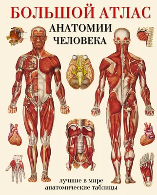 Атлас анатомии человека (Сергей Лёвкин) - купить книгу с доставкой в  интернет-магазине «Читай-город». ISBN: 978-5-17-150140-2