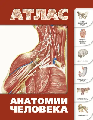 Анатомия человека: атлас. В 3-х томах Том 2 . Внутренние органы Билич Г.Л.,  Крыжановский В.А. 9785970425428