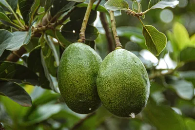 Лучшее масло авокадо для лица от морщин: применение, польза, вред, отзывы  косметологов